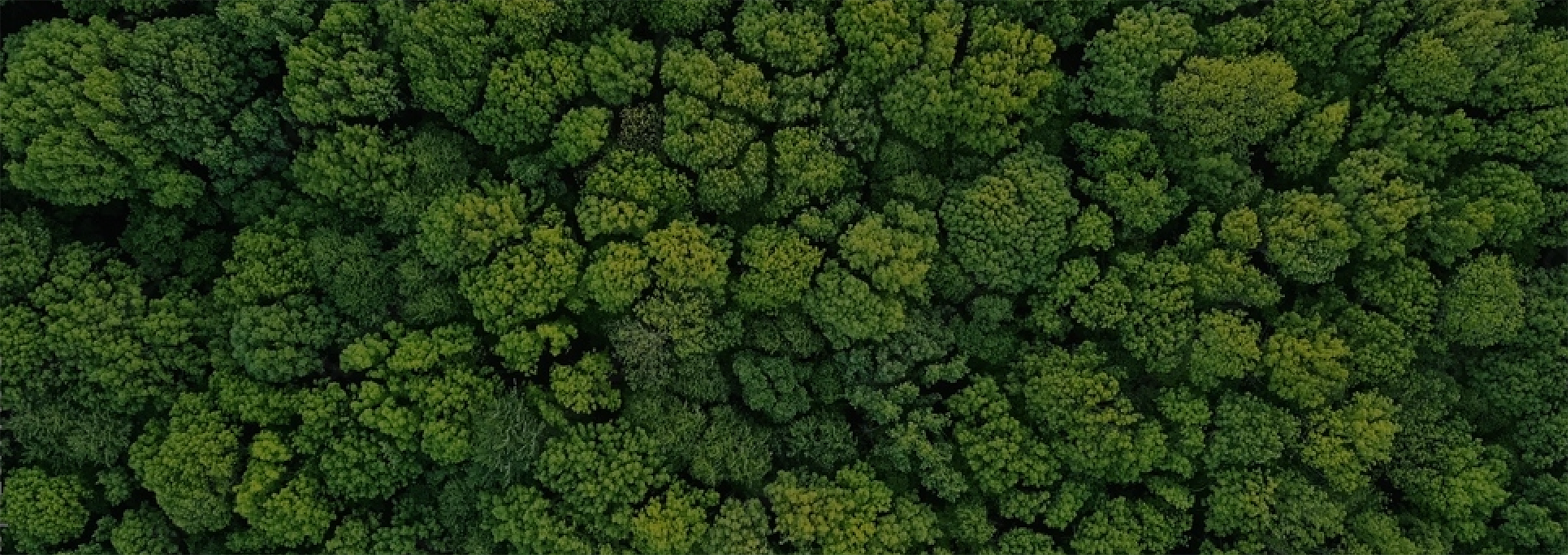 overhead shot of trees